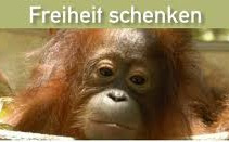 tl_files/pme/content/orang-utan.jpg